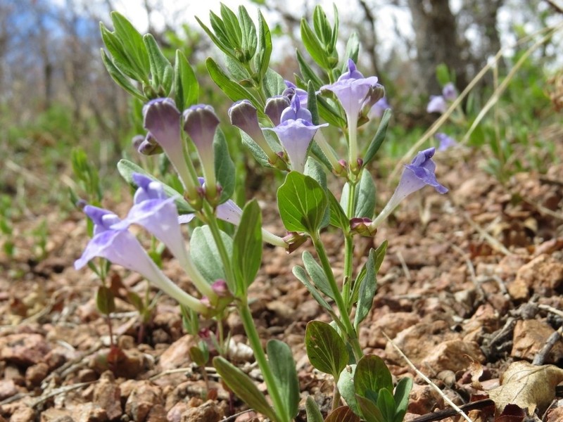 Britton's Skullcap photo 7