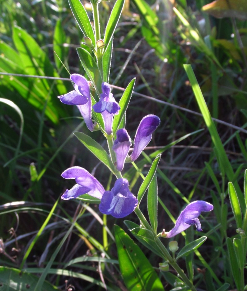 Bush's Skullcap