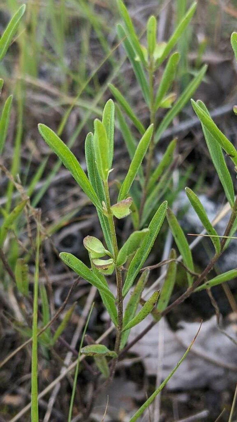 Bush's Skullcap photo 2