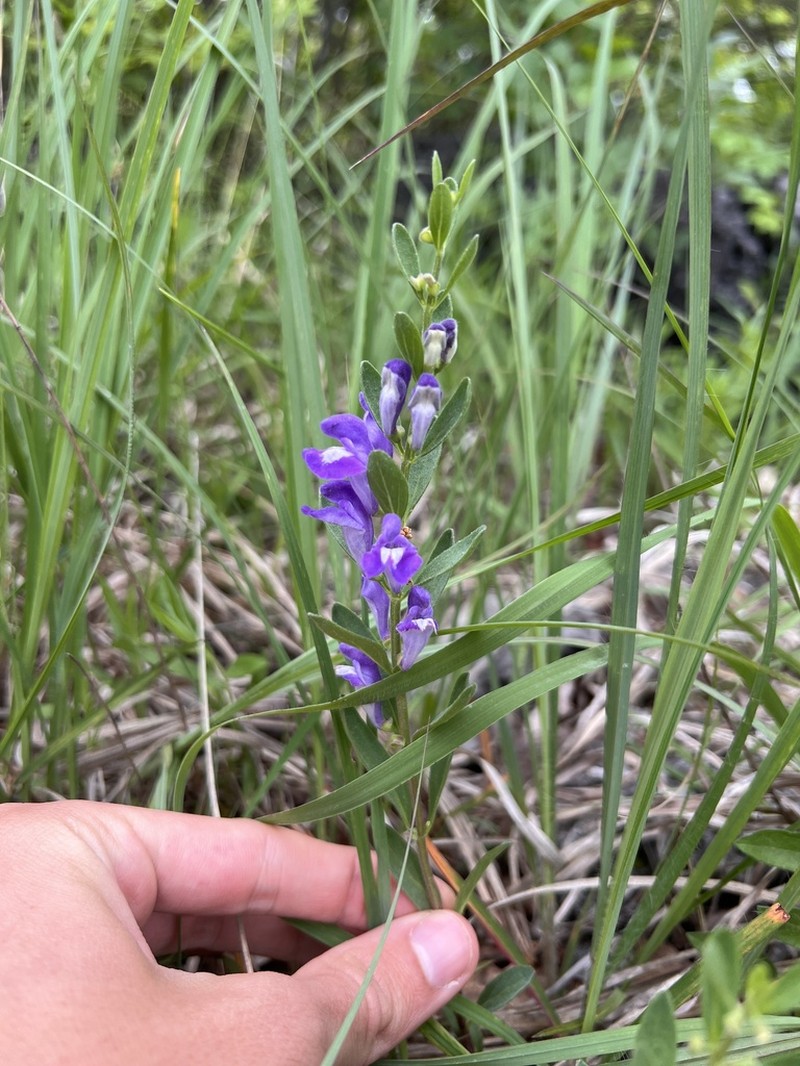 Bush's Skullcap photo 3