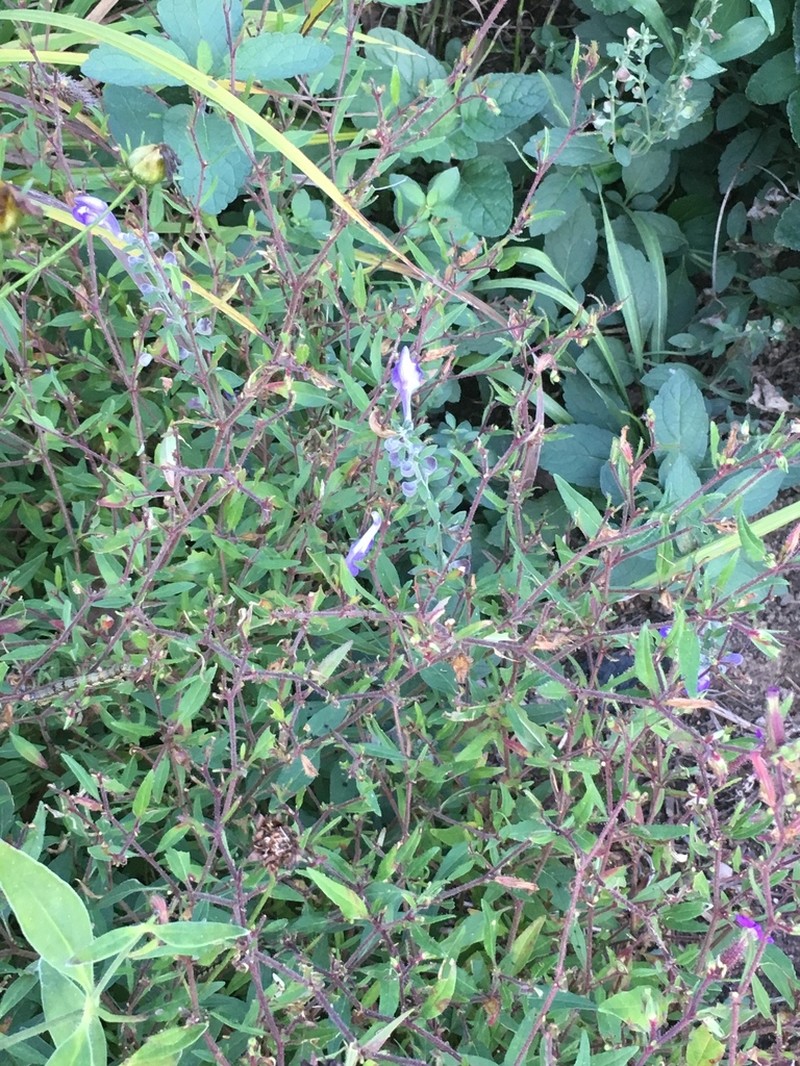 Bush's Skullcap photo 4