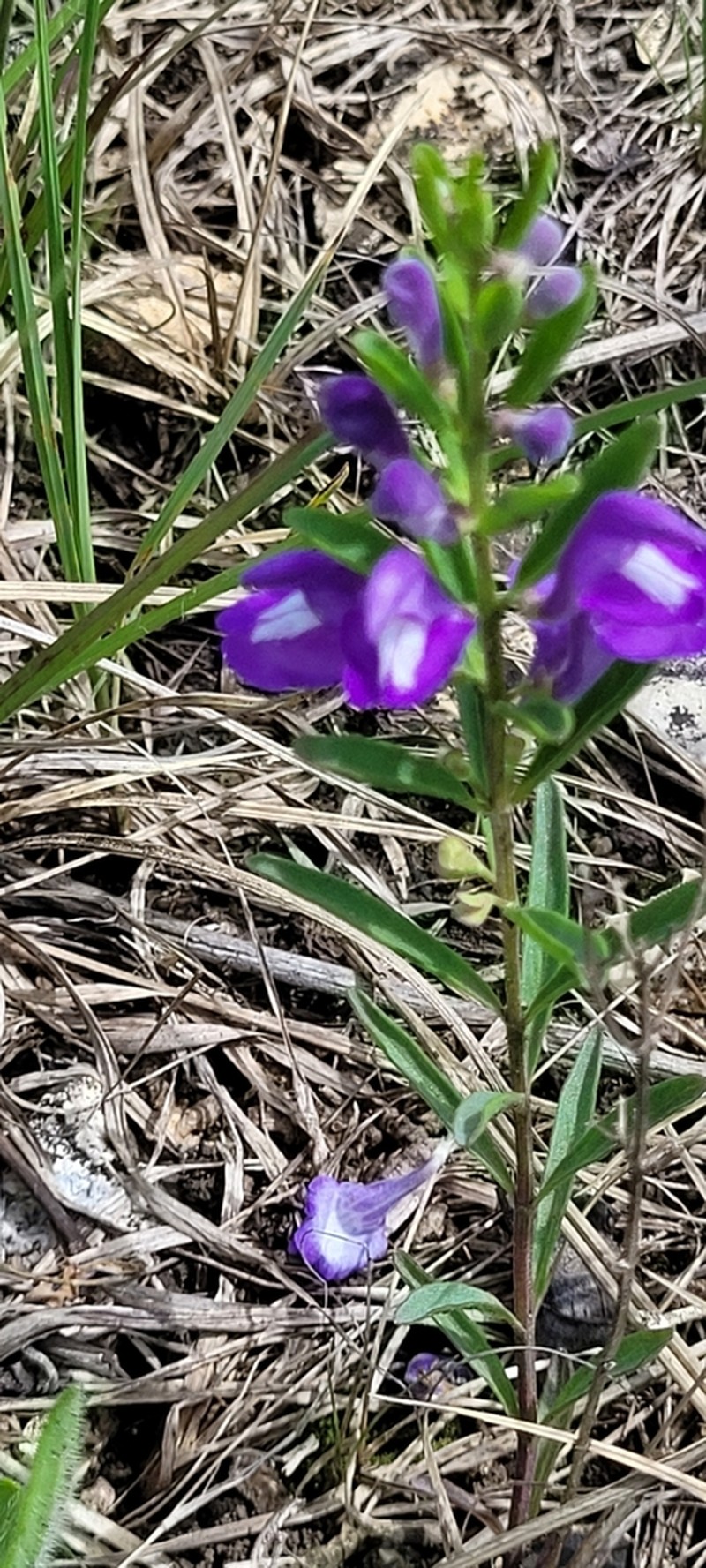 Bush's Skullcap photo 5