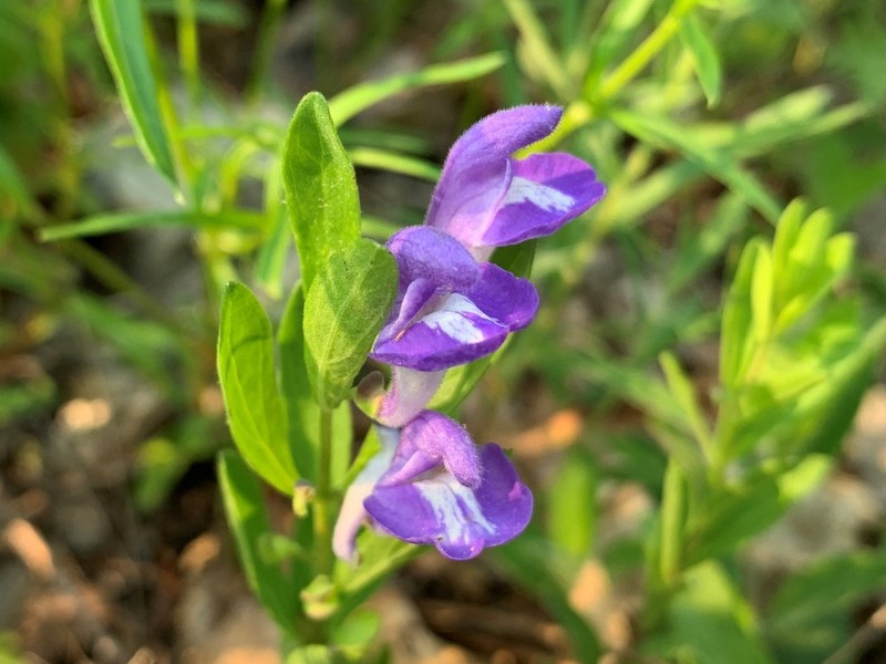 Bush's Skullcap photo 6