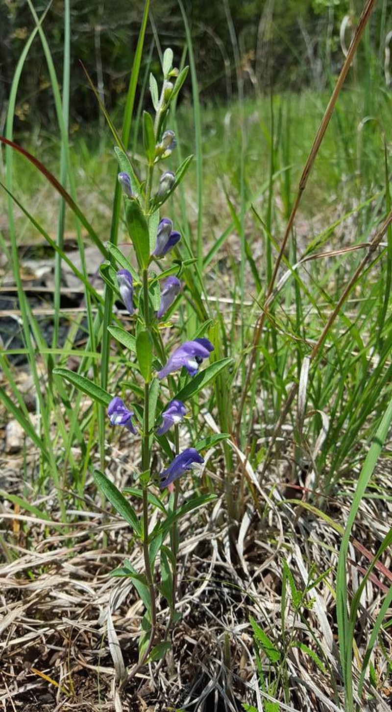 Bush's Skullcap photo 8