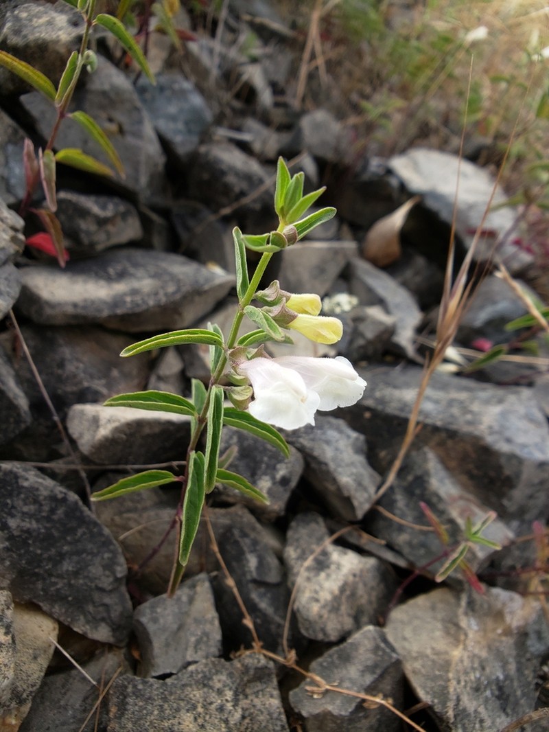 California Skullcap photo 2