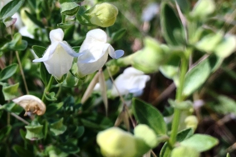 California Skullcap photo 3