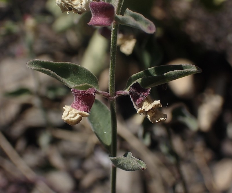 California Skullcap photo 4