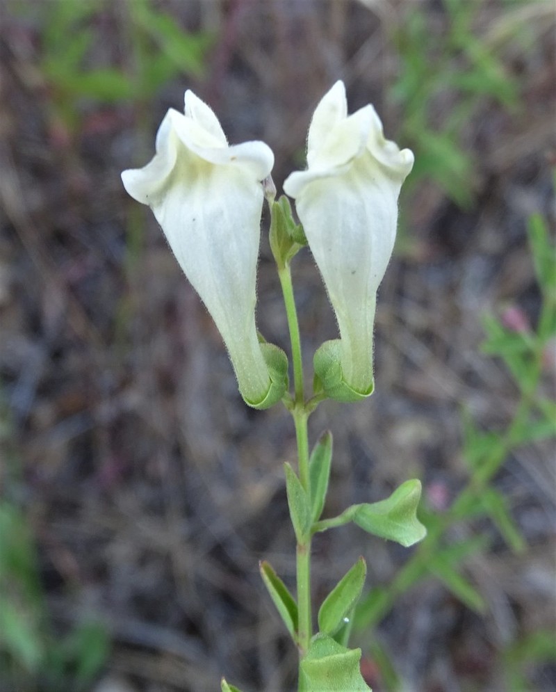 California Skullcap photo 5