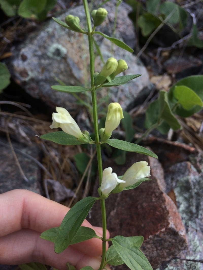 California Skullcap photo 6