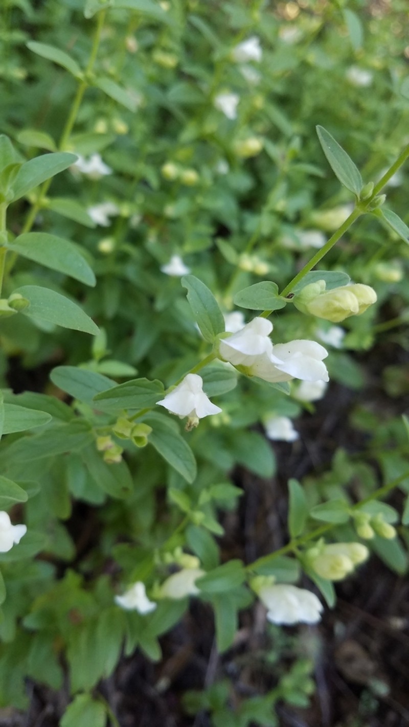 California Skullcap photo 7