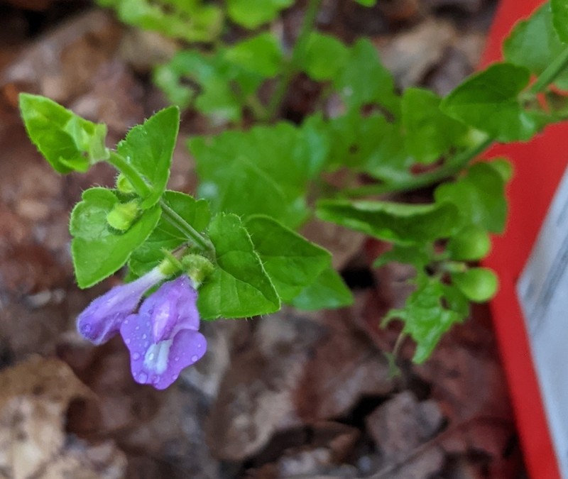 Gulf Skullcap photo 2