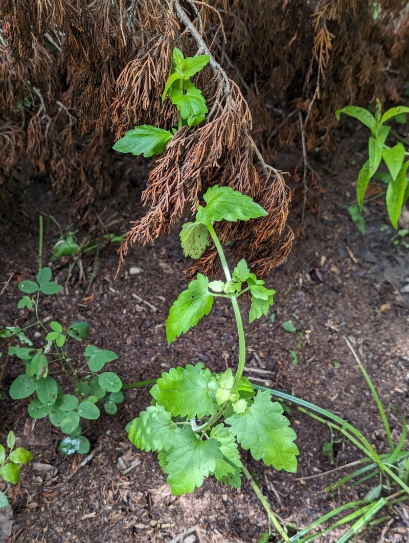 Gulf Skullcap photo 3