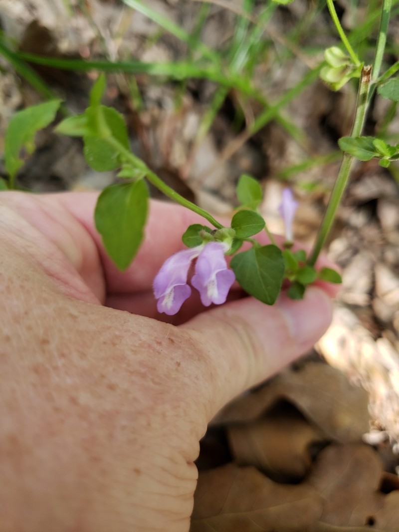 Gulf Skullcap photo 4
