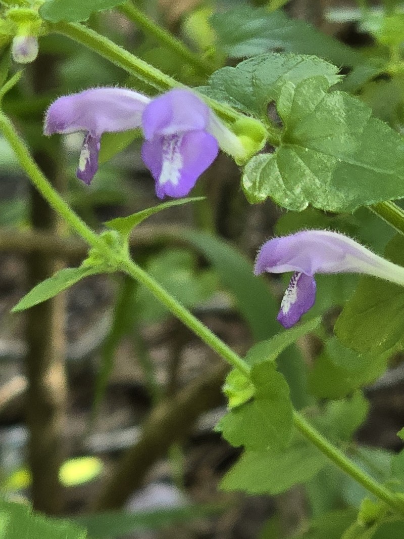 Gulf Skullcap photo 5