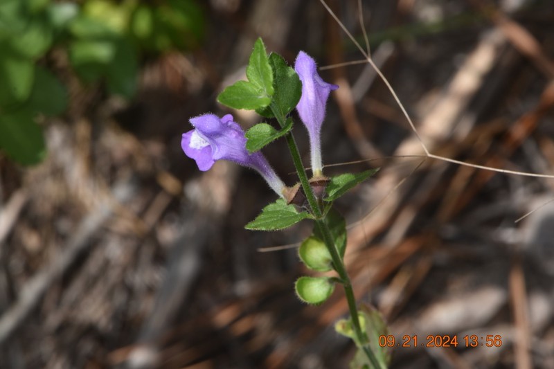 Gulf Skullcap photo 6