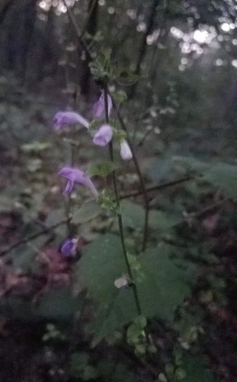 Gulf Skullcap photo 7