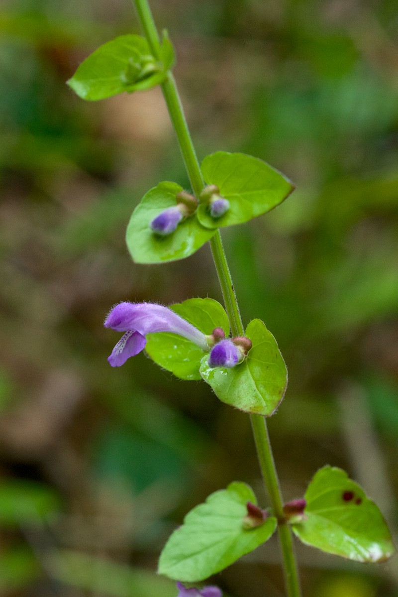 Gulf Skullcap