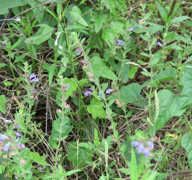 Drummond's Skullcap photo 2
