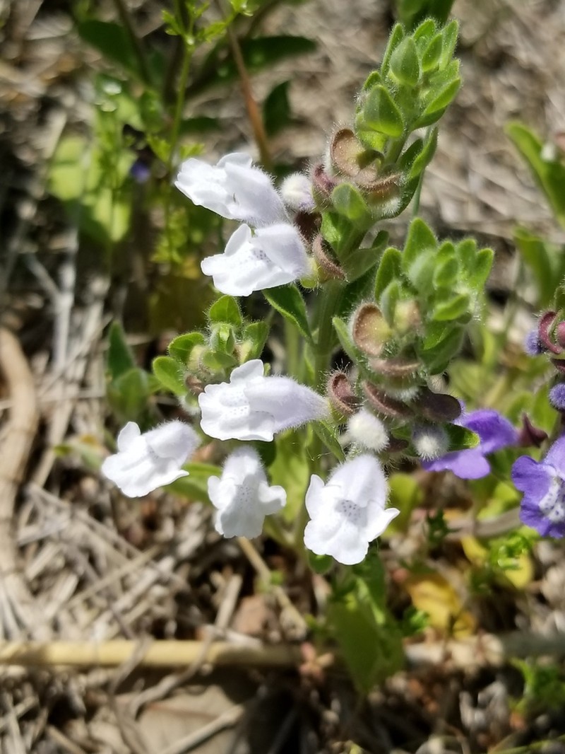 Drummond's Skullcap photo 3