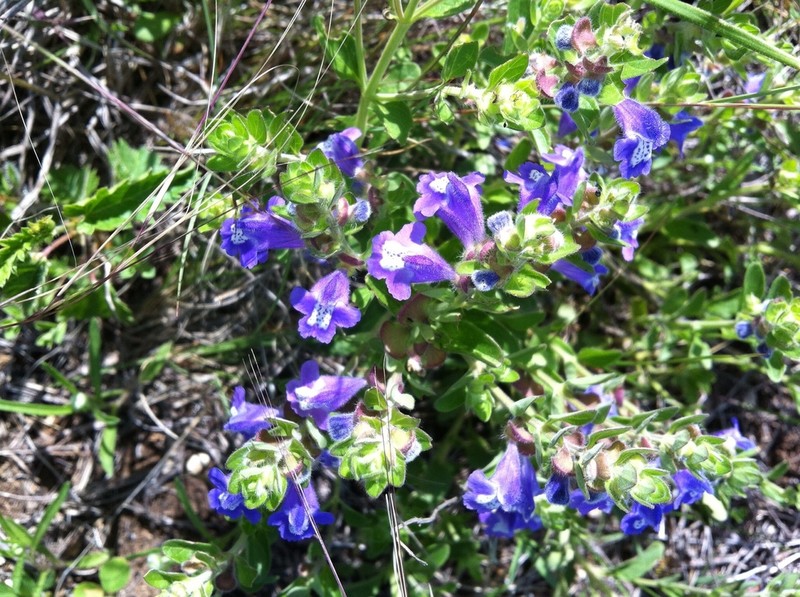 Drummond's Skullcap photo 4