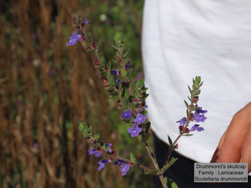 Drummond's Skullcap photo 5