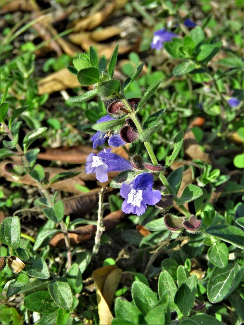 Drummond's Skullcap photo 6