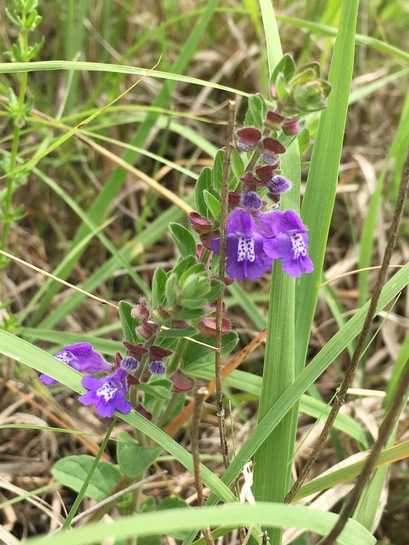 Drummond's Skullcap photo 7