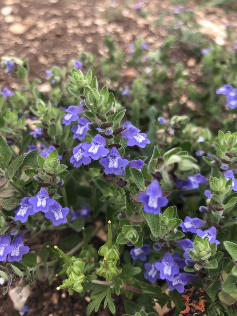 Drummond's Skullcap