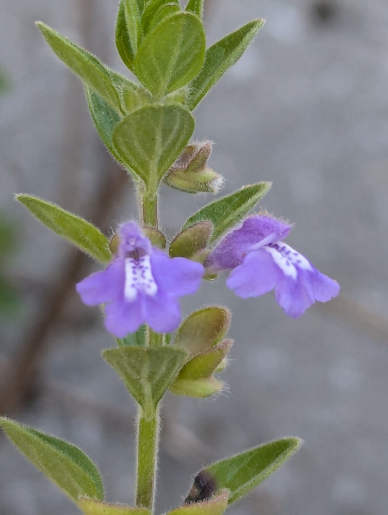 Thieret's Skullcap