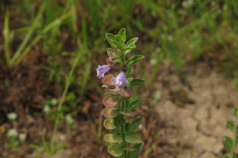 Thieret's Skullcap photo 2