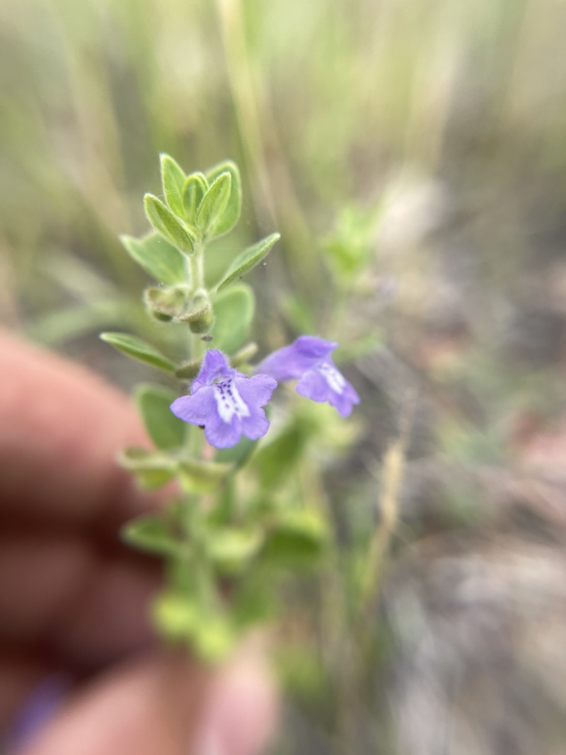 Thieret's Skullcap photo 3