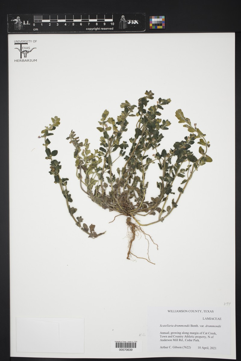 Thieret's Skullcap photo 4