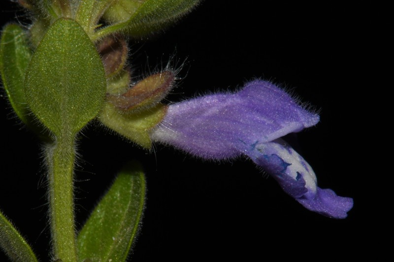 Scutellaria drummondii var. edwardsiana