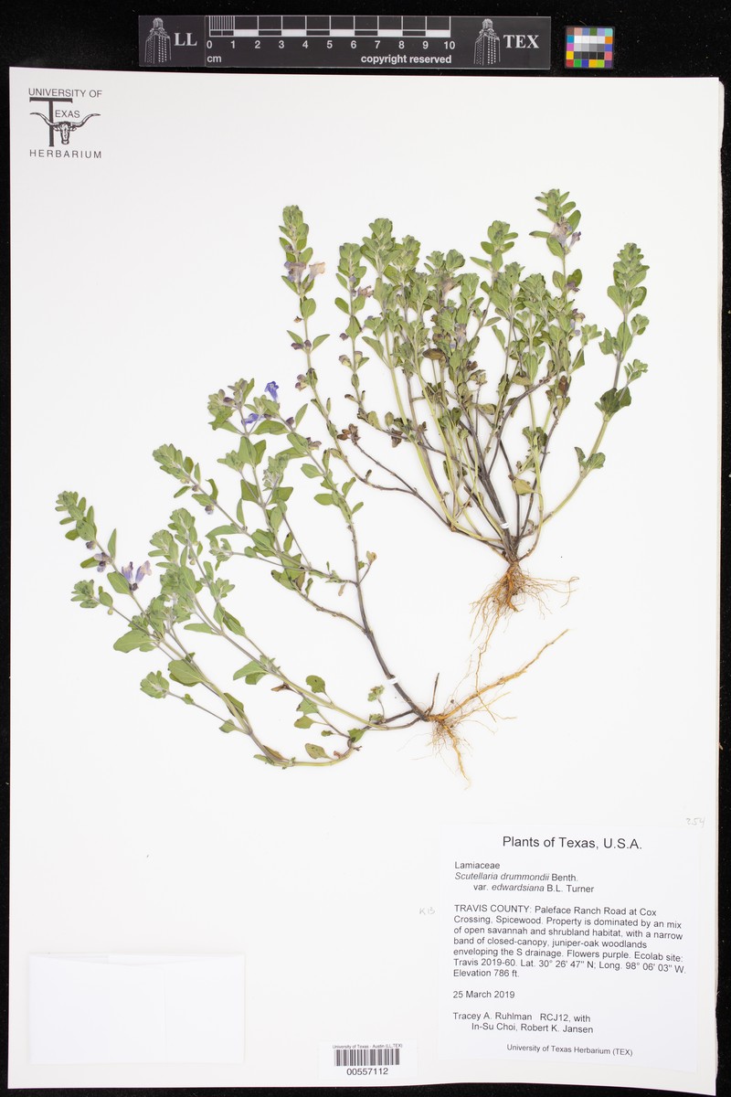 Scutellaria drummondii var. edwardsiana photo 2