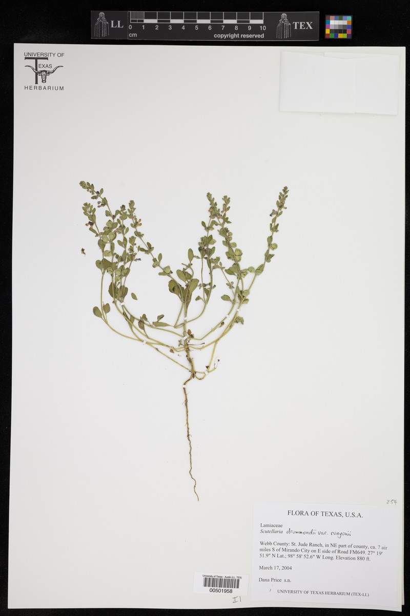 Scutellaria drummondii var. runyonii