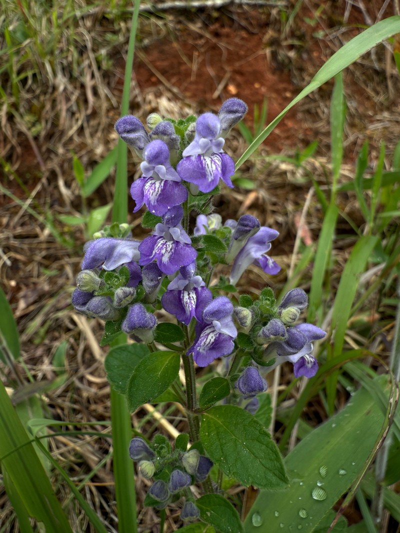 Hairy Skullcap photo 2