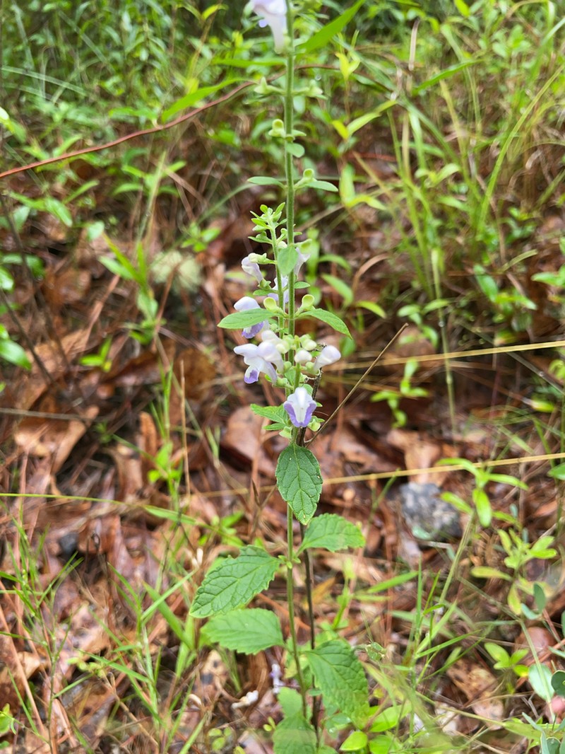 Hairy Skullcap photo 3