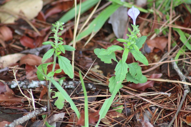 Hairy Skullcap photo 4