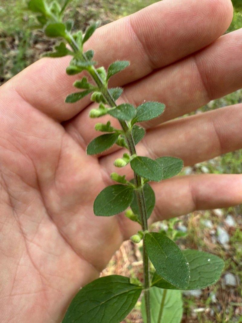 Hairy Skullcap photo 6