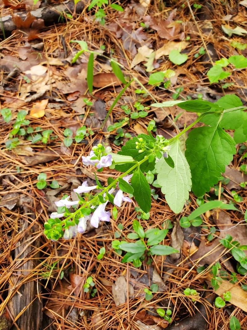Hairy Skullcap photo 7