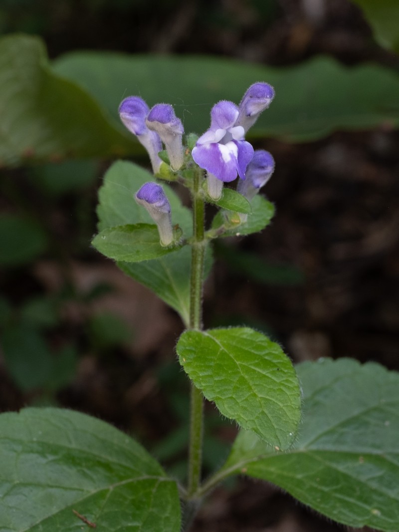 Hairy Skullcap