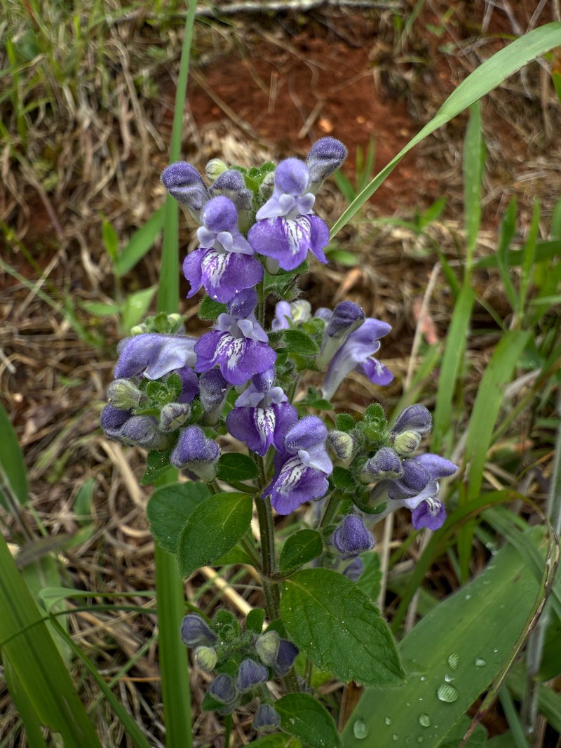 Scutellaria elliptica var. elliptica