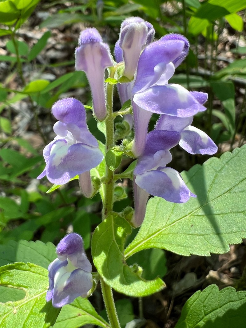 Scutellaria elliptica var. elliptica photo 2