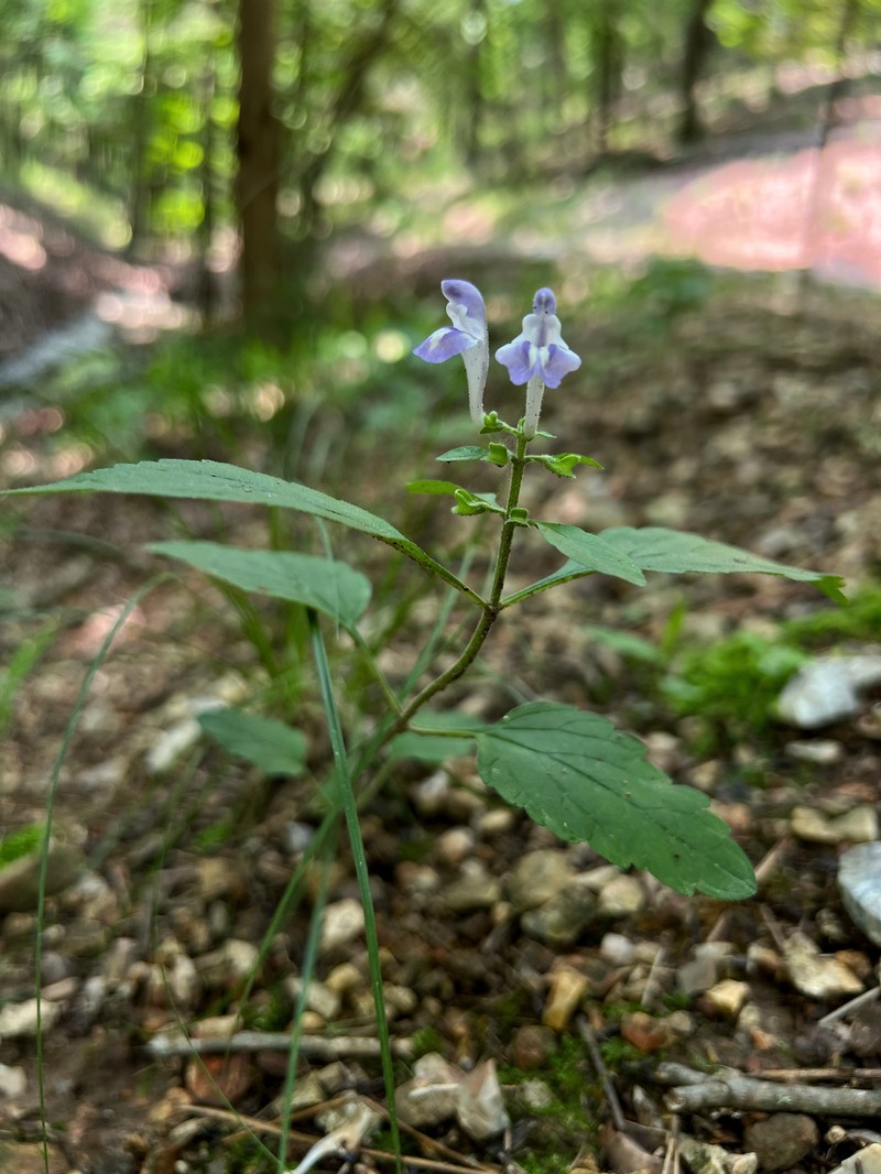 Scutellaria elliptica var. elliptica photo 3