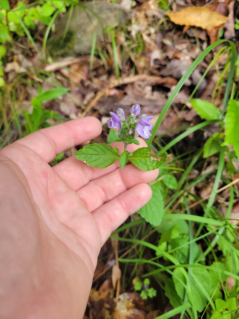 Scutellaria elliptica var. elliptica photo 4