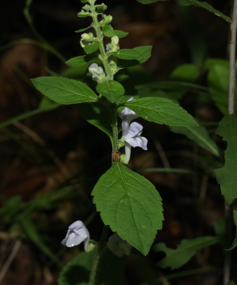 Scutellaria elliptica var. elliptica photo 5