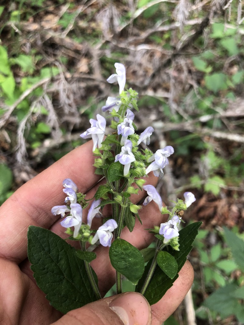 Scutellaria elliptica var. elliptica photo 6