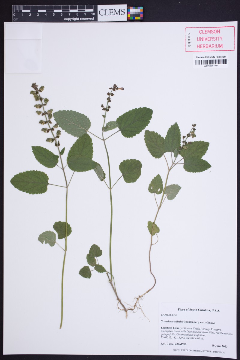 Scutellaria elliptica var. elliptica photo 7