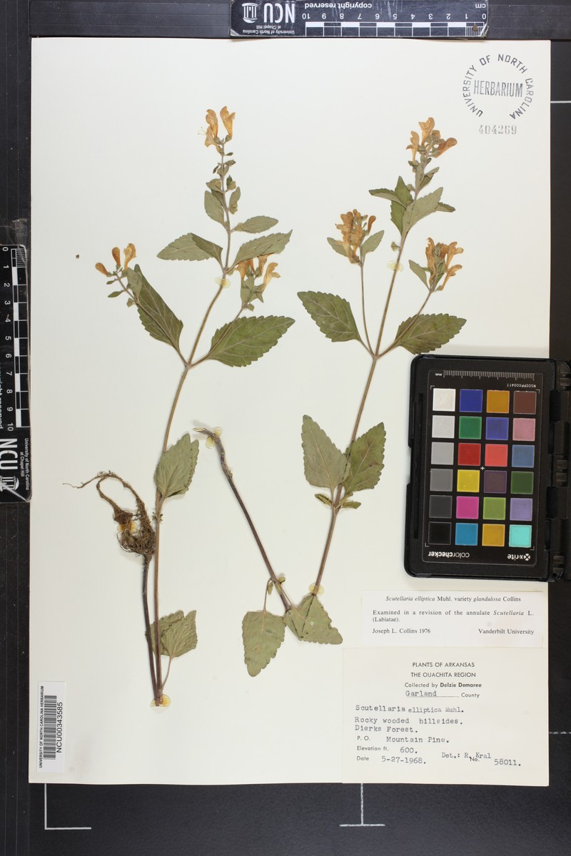 Scutellaria elliptica var. glandulosa