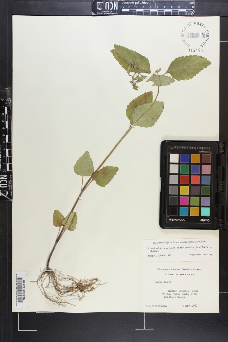 Scutellaria elliptica var. glandulosa photo 2